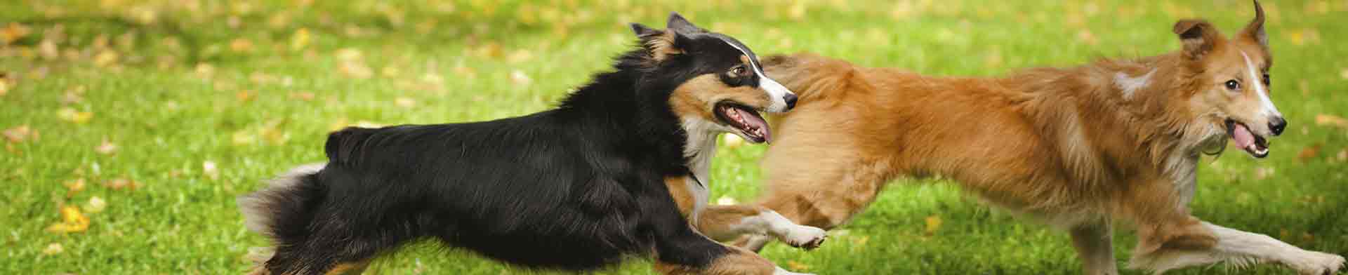 2dogs_ksenia-raykova_i24101348_L.jpg