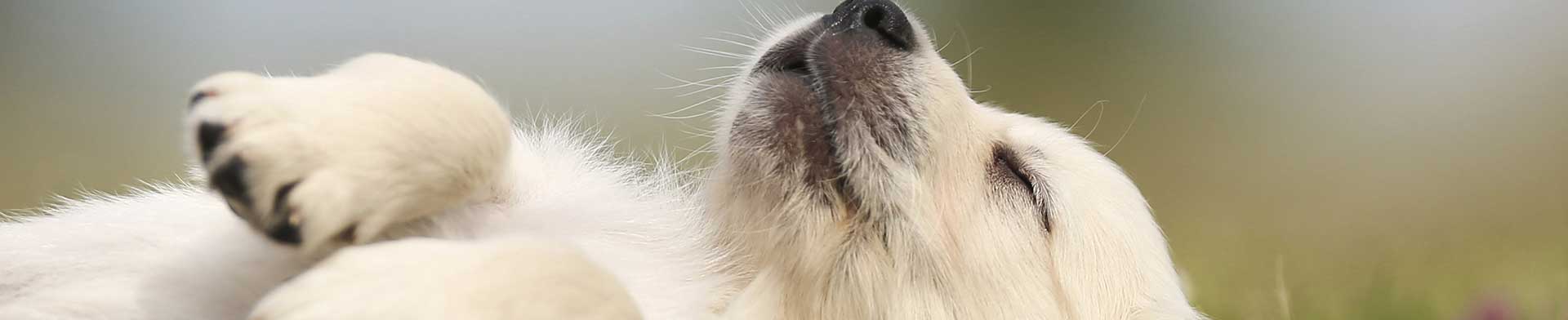 dog-sleeps_BigandtPhotography_73973011_L.jpg