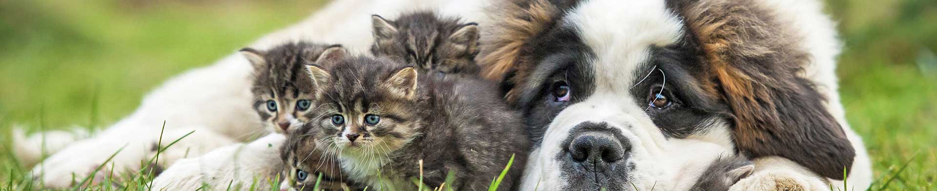 dogcats_rita-kochmarjova_74100904_L.jpg